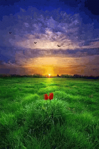 Grass Red GIF - Grass Red Flower - Discover &amp; Share GIFs