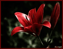 Flowers Red GIF - Flowers Red GIFs