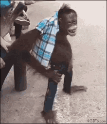 Swag Monkey GIF - Swag Monkey Orangutan GIFs