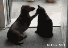 Cats Vs GIF - Cats Vs Dogs GIFs