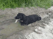 dog panting cute mud bath cooling off