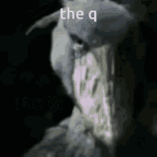 The W Shoebill GIF - The W Shoebill Meme GIFs
