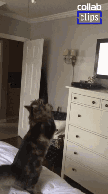 Paw Lift Cat Lifts Paw GIF - Paw Lift Cat Lifts Paw Paw In The Air GIFs