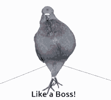 Pigeon Dove Like A Boss GIF - Pigeon Dove Like A Boss Walk GIFs