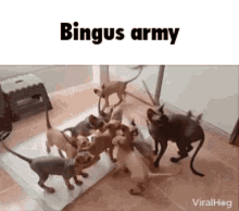 army binguscord