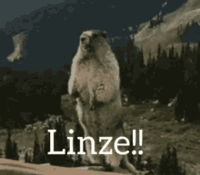 Yell Gopher GIF - Yell Gopher Linze GIFs