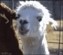 what-llama.gif
