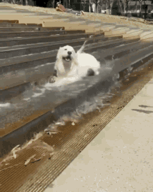 dog animal water splash fur baby