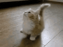 Cat Munchkin GIF - Cat Munchkin Cute GIFs