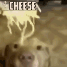 cheesedog