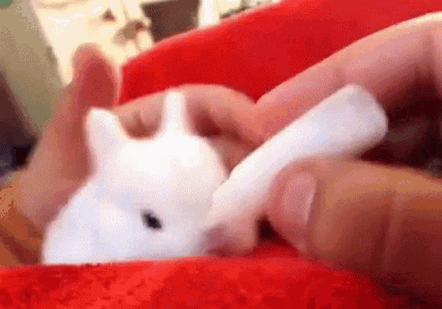 Gifs baby bunny Cute Baby