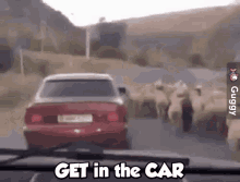 Sheep Get In The Car GIF - Sheep Get In The Car Steal A Sheep GIFs