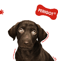 Perigot Perigotcosmeticos Sticker - Perigot Perigotcosmeticos Dog Smile Stickers