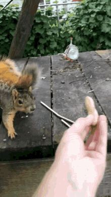 Squirrel Squirrels GIF - Squirrel Squirrels Feedingsquirrel GIFs