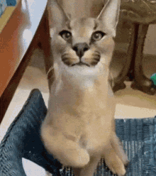 Floppa Caracal GIF - Floppa Caracal Funny Cat - Discover & Share GIFs