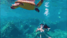 Snorkeling Lizzy Capri GIF - Snorkeling Lizzy Capri Turtle GIFs