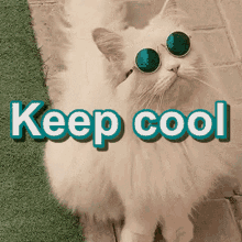 keep cool cool cat sunglasses cat