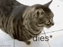 dies cat dead died