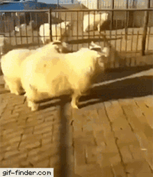 sheep rage moves jump funny