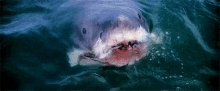 Shark Jaws GIF - Shark Jaws Attack GIFs