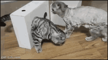 Help Ive Fallen And Cant Get Up GIF - Cat I Give Up Box GIFs