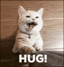 Hug Hug Please GIF - Hug Hug Please Cute Cat GIFs