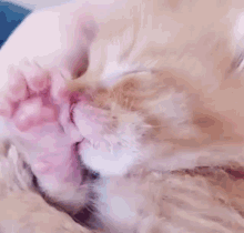 Kitten Sleeping Kitten GIF - Kitten Sleeping Kitten Sleeping GIFs