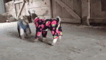 Baby Goat GIF - Baby Goat Pajamas Playtime GIFs