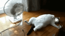 Hot Cat GIF - Cat Warm Hot GIFs