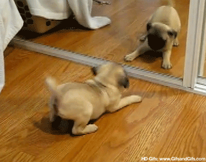 Who Are You Gif Dogs Puppy Dog Discover Share Gifs