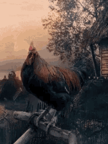 Good Morning Rooster GIF - Good Morning Rooster Cockerel GIFs