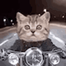 Cat Motorcycle GIF - Cat Motorcycle Motorbike GIFs