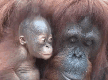 mother monkey kiss baby monkey cute kiss love