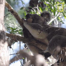 Sleeping Koalas101 GIF - Sleeping Koalas101 Nap Time GIFs