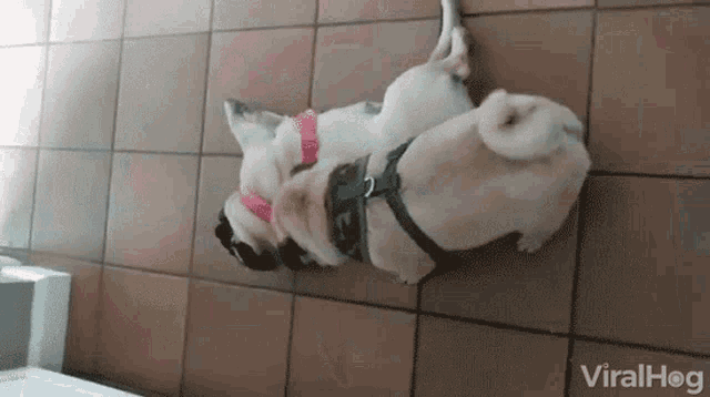 pull pug