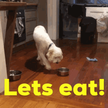 Lets Eat Im Hungry GIF - Lets Eat Im Hungry Teddygroodle GIFs
