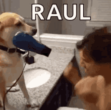 otaku puppy blow dry hair raul dog otaku puppy blow dry hair raul dog