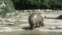 Hippo Poop GIF - Hippo Poop Ew GIFs