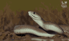 Living Zoology Snake GIF - Living Zoology Snake Mamba GIFs