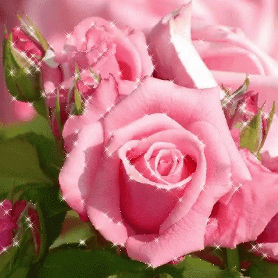ngân hoa Pink-rose-flower