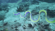 Strangely Satisfying Ribbon Eel GIF - Strangely Satisfying Ribbon Eel Marine Life GIFs