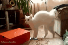 Scared Kitty. GIF - Cat Frightened Scared GIFs