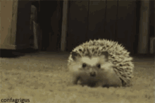 hedgehog hide curl shy