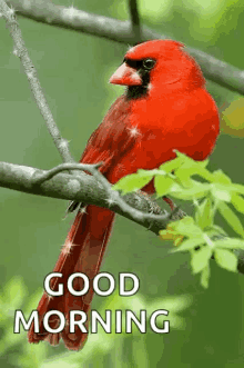 Good Morning Red Bird GIF - Good Morning Red Bird Sparkle GIFs