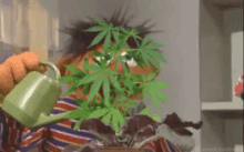 Ernie Und Seine Pflanze - Drogen GIF - Drogen Sesam Strasse Sesam GIFs