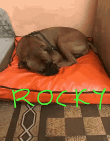 rocky boxer