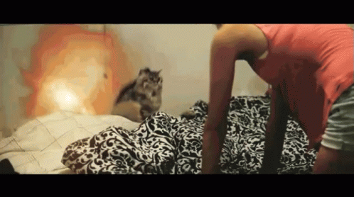Cat Explosion - Explosion GIF - Explosion Cat Explode - Discover & Share  GIFs