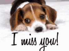 I Miss You Missing GIF - I Miss You Missing Doggie GIFs