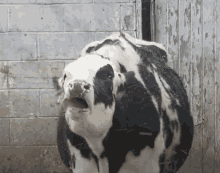 Cow Tongue GIF - Cow Tongue GIFs