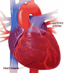 corona arteries heart muscle pumping heartbeat